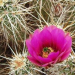 Thumbnail image for South Anza Borrego – Badlands, Box Canyons and Blossoms