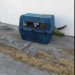 Thumbnail image for Canine Cruelty in Ocean Beach: Dogs Left in Crate in Alley – Rescued by Locals