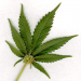 Thumbnail image for Why Marijuana Legalization is Gaining Momentum