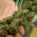 Thumbnail image for California High Court Strikes Down Medical-Marijuana Limits