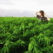 Thumbnail image for California pot legalization ‘could end Mexican drug war’