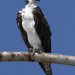 Thumbnail image for Point Loma Peninsula struck by string of Osprey deaths – some suspicious