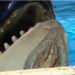 Thumbnail image for Protest Planned Outside San Diego SeaWorld Due to Severe Injury to Orca – October 3rd