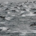 Thumbnail image for Thousands of Dolphins Seen Off Coast of San Diego