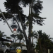 Thumbnail image for Healthy Cypress Tree on 4900 Block of Del Mar Saved … for the Moment