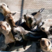 Thumbnail image for Starving Sea Lion Pups Along Southern California Coast Near Crisis