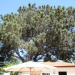 Thumbnail image for Torrey Pine on Orchard Gets a Temporary Reprieve