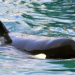 Thumbnail image for OSHA Wins Case Against SeaWorld Involving Death of Orca Trainer