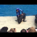 Thumbnail image for Orca Profiles in Captivity: No. 10 of the San Diego 10