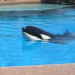Thumbnail image for PETA Opposes SeaWorld Orca Habitat Expansion at Coastal Commission