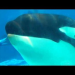 Thumbnail image for Orca Profiles in Captivity: No. 9 of the San Diego 10