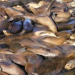 Thumbnail image for Overfishing to Blame for Sardine Shortage and Starving Sea Lions