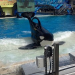 Thumbnail image for SeaWorld San Diego to Build ‘Bigger Bathtubs’ for Its Killer Whales