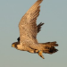 Thumbnail image for Photo Gallery: Tracking a Wandering Peregrine Falcon from Mission Bay