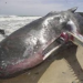 Thumbnail image for Court: Navy Sonar Training Injures Whales, Dolphins and Other Sea Animals