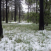 Thumbnail image for Melting Snow and Blooming Flowers in Laguna Mountains in Early May
