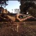 Thumbnail image for Large Tree Cut Down or Fell in Collier Park