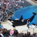 Thumbnail image for SeaWorld San Diego to Phase-Out Orca Circus Shows