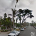 Thumbnail image for City to Remove Monterey Cypress Tree on 4800 Block of Del Mar in Ocean Beach